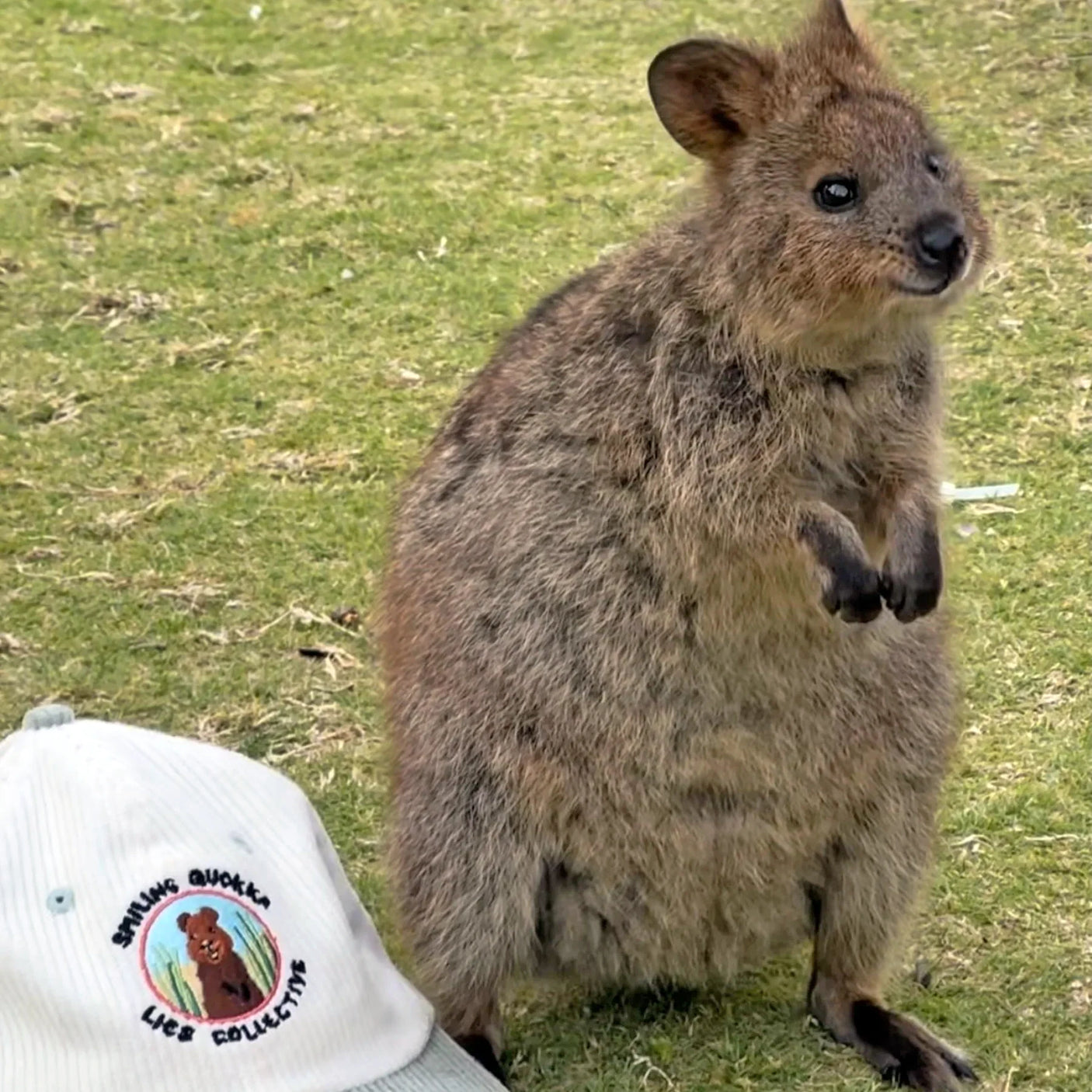 Lies Collective Hat - Smiling Quokka Lid